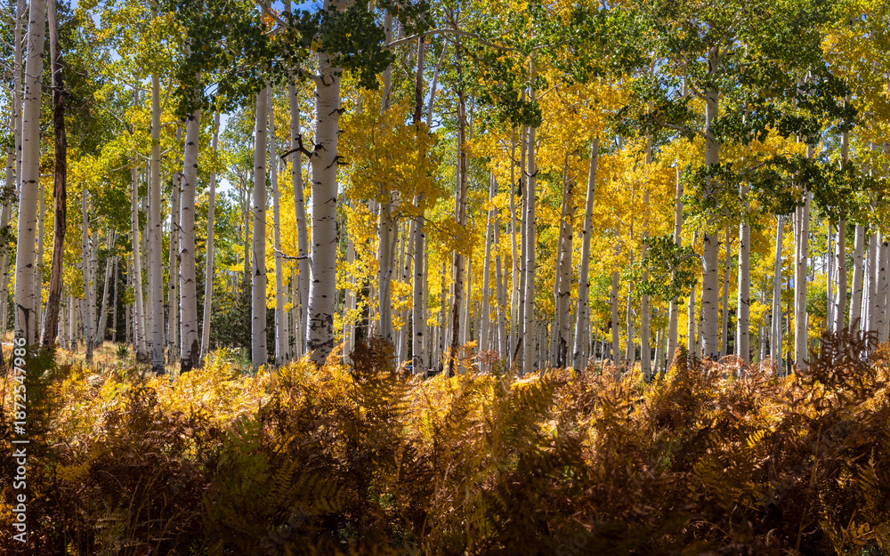 Fototapeta premium Autumn in Pole Knoll of the White Mountains of Arizona.