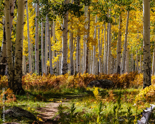 Принти на полотні Around the bend in Pole Knoll near Greer, Arizona