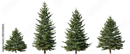 Four coniferous trees of varying heights, showcasing size variation and natural greenery. Evergreen plants with dense foliage, suitable for outdoor landscape or forest themes.