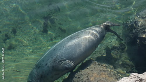 Top-down view of a grey seal swimming gracefully underwater in crystal clear turquoise water