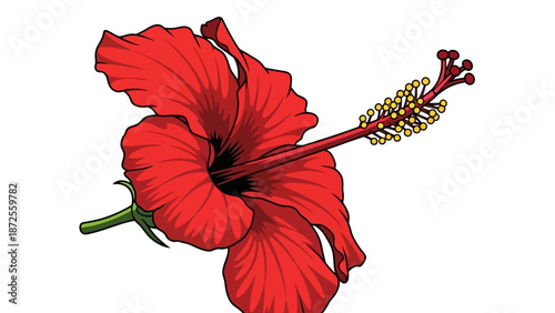 A vibrant red hibiscus flower in full bloom viewed from the front against a white background