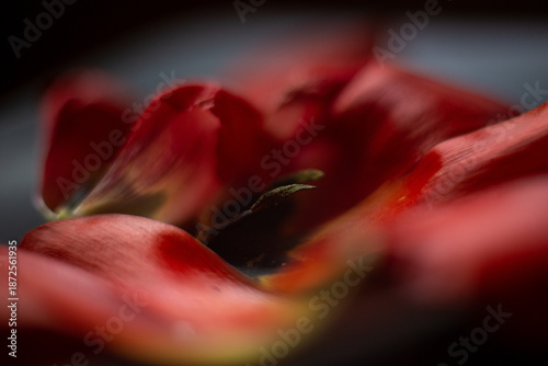 Red Tulip Petals Close-Up with Soft Bokeh – Spring Flower Stock Photo