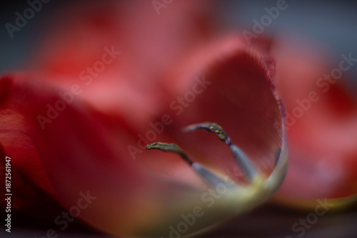 Red Tulip Petals Close-Up with Soft Bokeh – Spring Flower Stock Photo