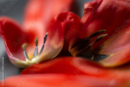 Red Tulip Petals Close-Up with Soft Bokeh – Spring Flower Stock Photo