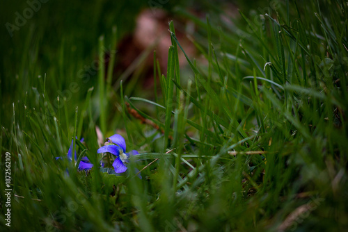 Tiny Purple Flower in Grass Macro with Soft Bokeh Background — Nature Stock Photo