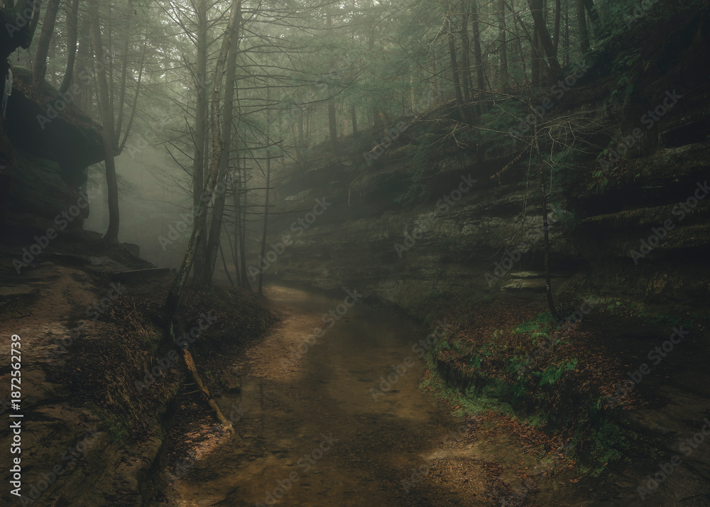 Fototapeta premium A forest in light fog