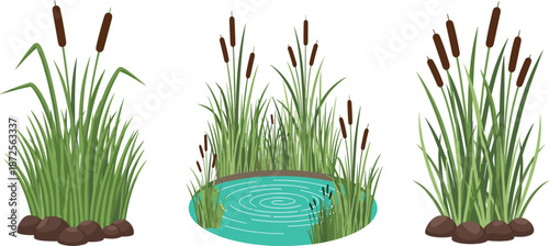 Cattail reed plants illustration, wetland marsh vegetation with pond, aquatic grass nature elements, flat vector isolated on white background