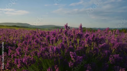 View of Lavender in Soft Morning Light (Tranquil Natural Scenery)

