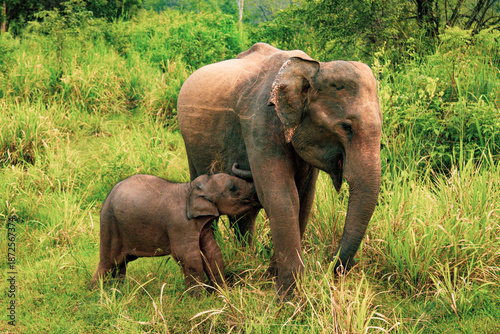 Quadro em tela mother and baby elephant