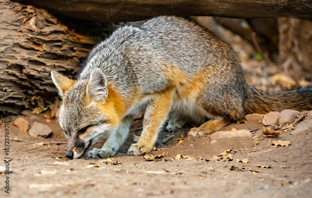 Fototapeta premium Tight Shot Of Gray Fox Sniffing The Ground