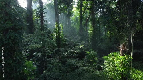 Walk through dense forests as the sun peeks through the trees in summer. The rays illuminate the green forest. Cifor, IPB University Bogor research forest, Indonesia.