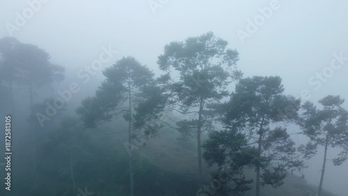 The view of the mountain forest with the silhouettes of pine trees blowing in the wind, shrouded in a faint cold mist, gives a calm, cool and mysterious impression.