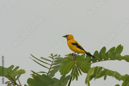 Yellow Oriole - Icterus nigrogularis - near Paramaribo in Suriname