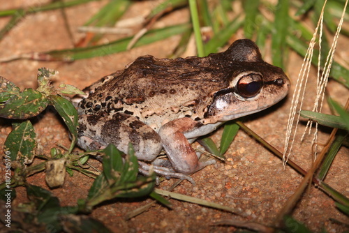 Myers' Thin-toed Frog (Leptodactylus myersi) in Suriname is a species of frog in the Leptodactylidae family. Its local name is sapito confuso (