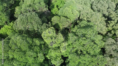 Aerial view of forest in Bogor City, West Java. Center for International Forestry Research (CIFOR)