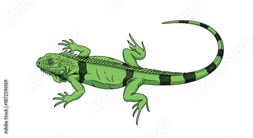 Detailed and colorful illustration of a green iguana, showcasing its textured skin, spiny crest, and long striped tail.