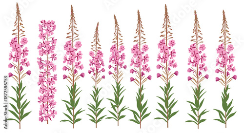 Set of blooming fireweed or rosebay willowherb plants in various stages, showing their tall spires of vibrant pink flowers.