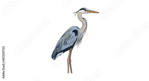 Beautifully detailed illustration of a majestic Great Blue Heron standing gracefully, showcasing its intricate plumage, isolated on a white background.