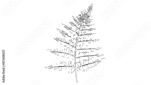 Delicate grayscale fern leaf isolated on white background for botanical illustration.