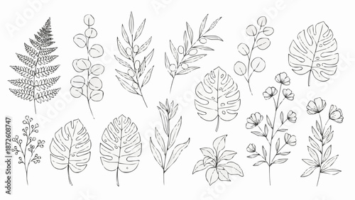 Collection of hand drawn botanical illustrations of various plants and leaves.