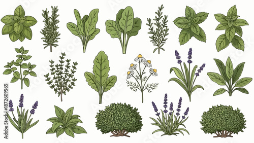 Collection of Fresh Green Herbs and Plants Illustration.