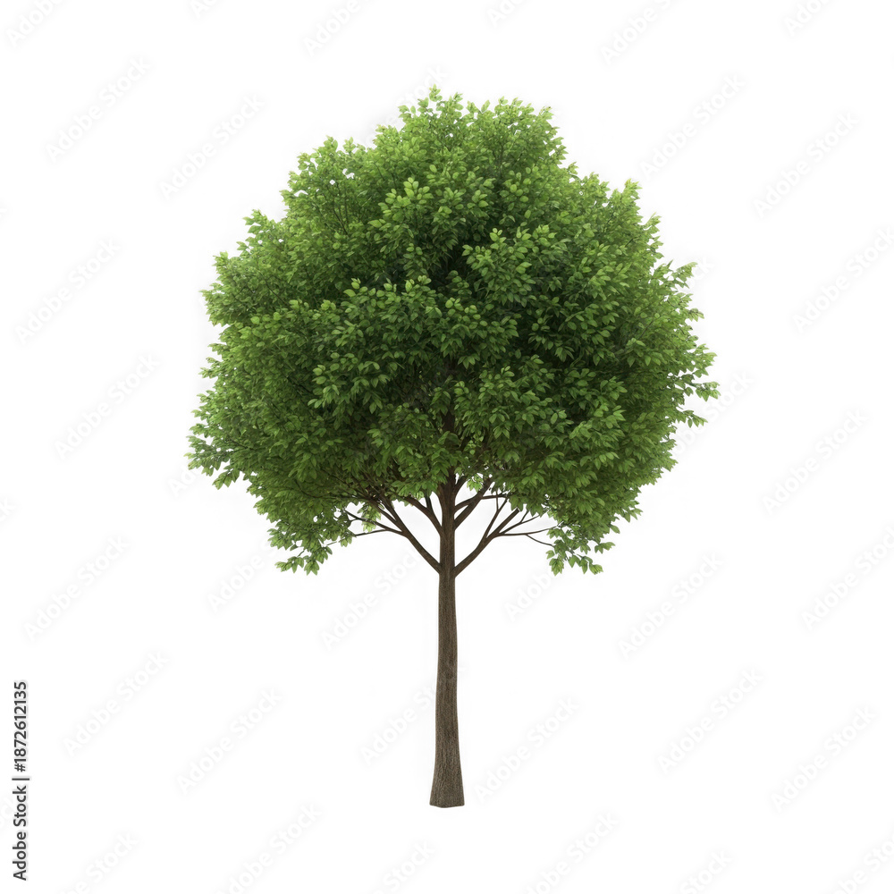 Fototapeta premium Green Deciduous Tree with Lush Foliage Isolated on White Background