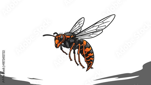 Asian hornet in flight Vespa velutina orange and black insect.