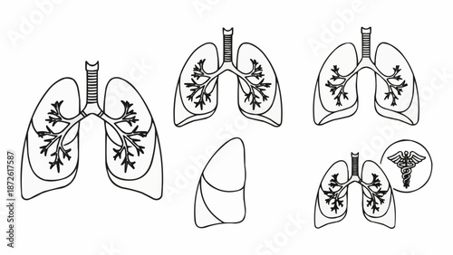 Anatomical illustration of human lungs and respiratory system.