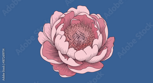 Pink Peony flower illustration on a dark blue background