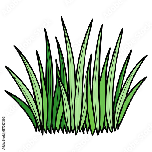 A bunch of green grass on a white background