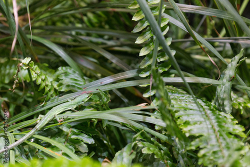 草が生い茂った場所で暮らす一匹の緑色のミヤコカナヘビ
