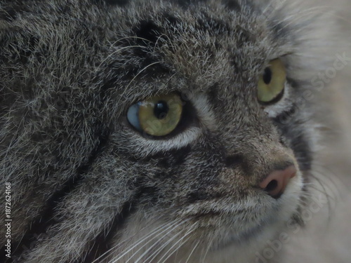 飼育された1匹のマヌルネコのアップ
