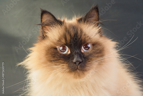 Schilderij op canvas Cat of the Neva Masquerade or Siberian breed on a dark gray background