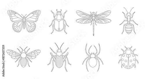 Detailed line art illustrations showcase various insects including butterflies beetles and dragonflies