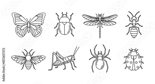 A collection of detailed line art illustrations showcasing various common insect species in black and white