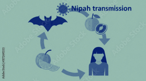 Nipah virus transmission cycle from bat to human