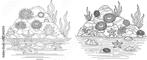 Handdrawn anemones and starfish with rocks on underwater sea landscape illustration