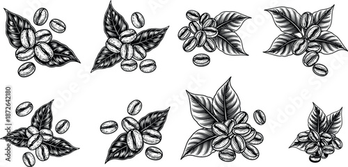 Handdrawn coffee beans and leaves set, vintage engraved style, organic coffee concept, cafe design