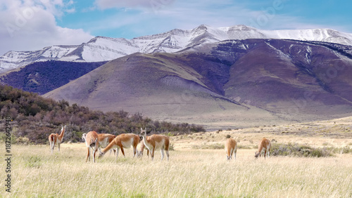 Fotografi wide shot of a herd of guanaco grazing in front of snow covered mountains at tor