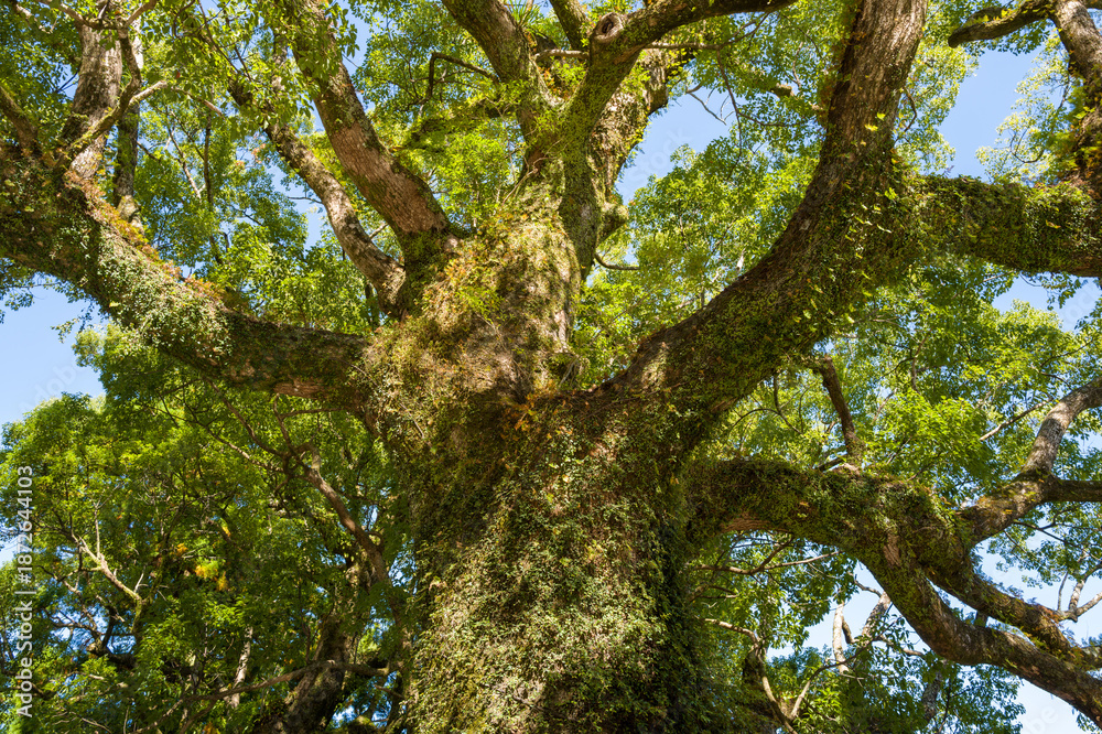 Obraz premium Low angle view of a massive, centuries-old tree covered in moss and lichen at Kumano Nachi Taisha, with sprawling branches and vibrant green foliage illuminated by sunlight against a clear sky.