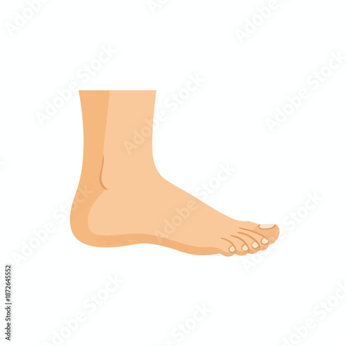 Illustration of a Human Foot