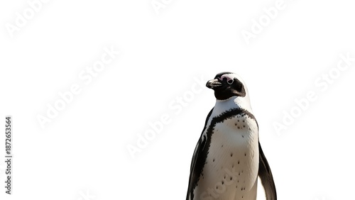 A solitary African penguin stands against a stark white background its distinctive markings visible.