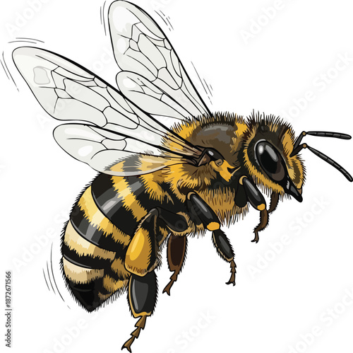 Detailed illustration of a bee in flight, with transparent wings and detailed stripes