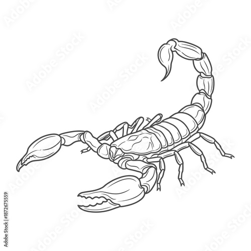 Detailed black and white illustration of a scorpion with a curved tail and prominent claws