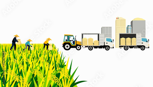 Farmers harvesting rice in a paddy field, followed by transportation and storage of agricultural products.