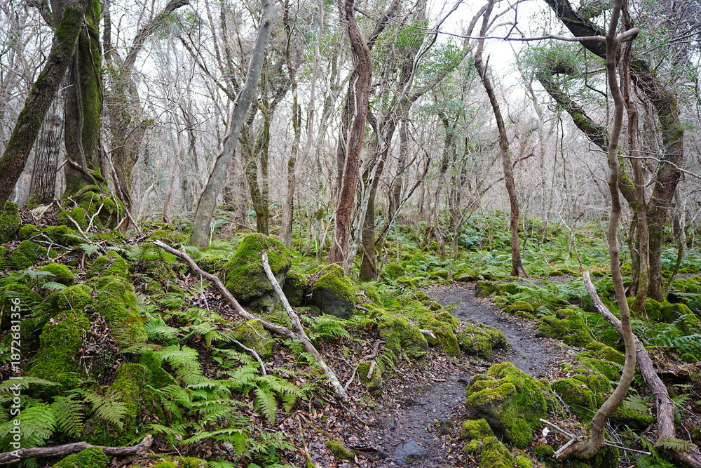 Fototapeta premium mossy rocks and bare old trees in winter forest