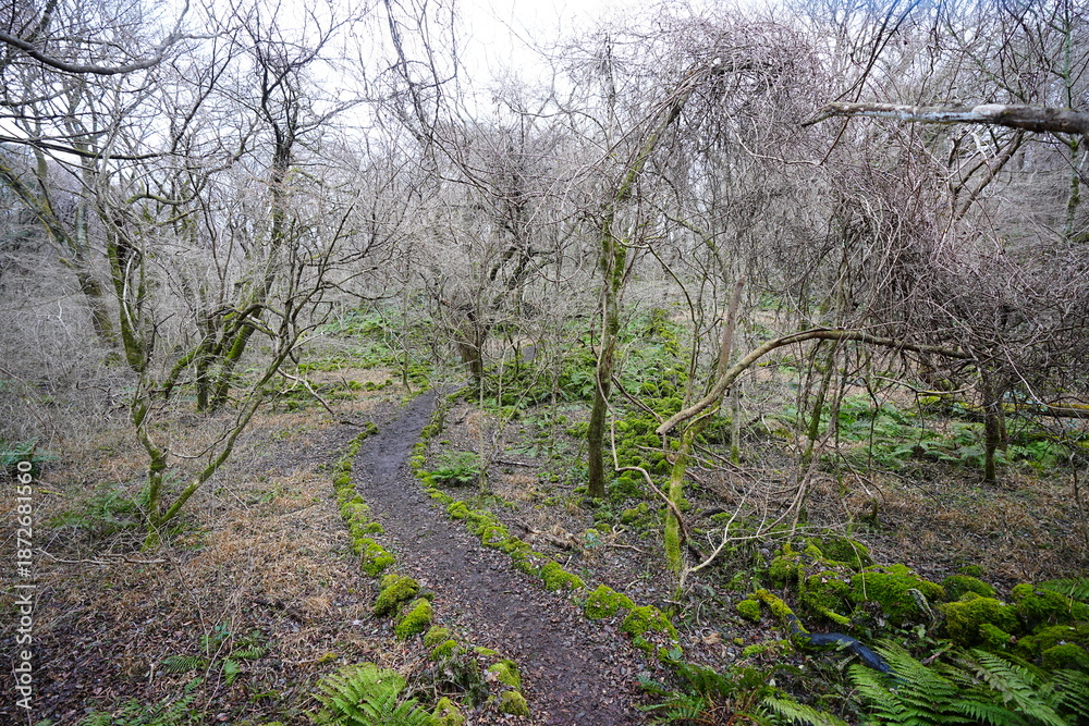 Fototapeta premium desolate winter forest and pathway