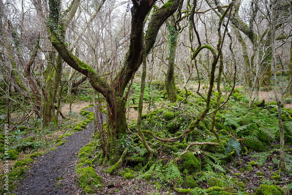 Fototapeta premium mossy rocks and bare old trees in winter forest