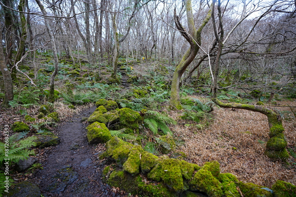 Fototapeta premium mossy rocks and bare old trees in winter forest