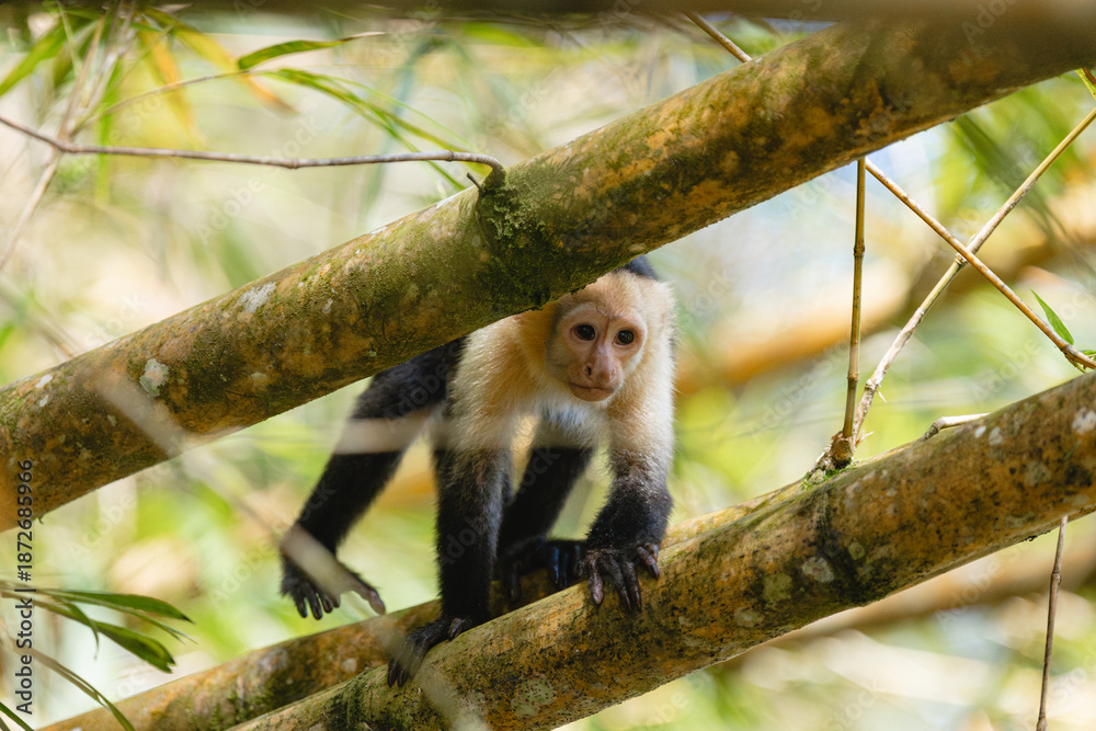 Fototapeta premium White-faced capuchin monkey perched on a tree branch in tropical forest